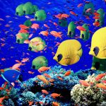 Marine-Life-sea-life-7591156-1600-1200