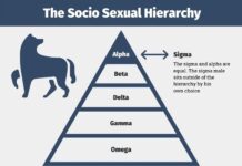 The New Socio-Sexual Hierarchy: How Sigma Males Are Revolutionizing Traditional Categories