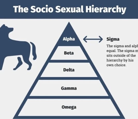 The New Socio-Sexual Hierarchy: How Sigma Males Are Revolutionizing Traditional Categories